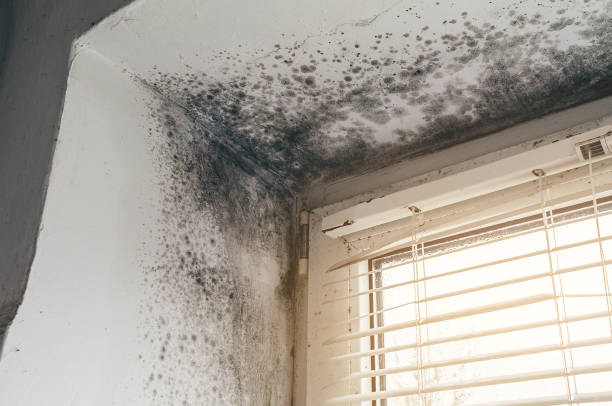 Affordable Mold Inspection And Testing solutions in Carol Stream, IL
